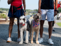 Photo-13-Dogs