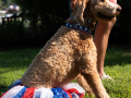 Photo-3-Dog