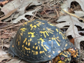 HAPOC-Turtle