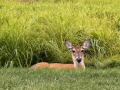 Hapoc-DEER